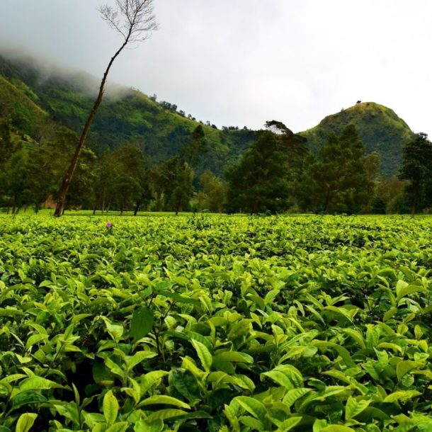 Kebun Teh Tambi Wonosobo