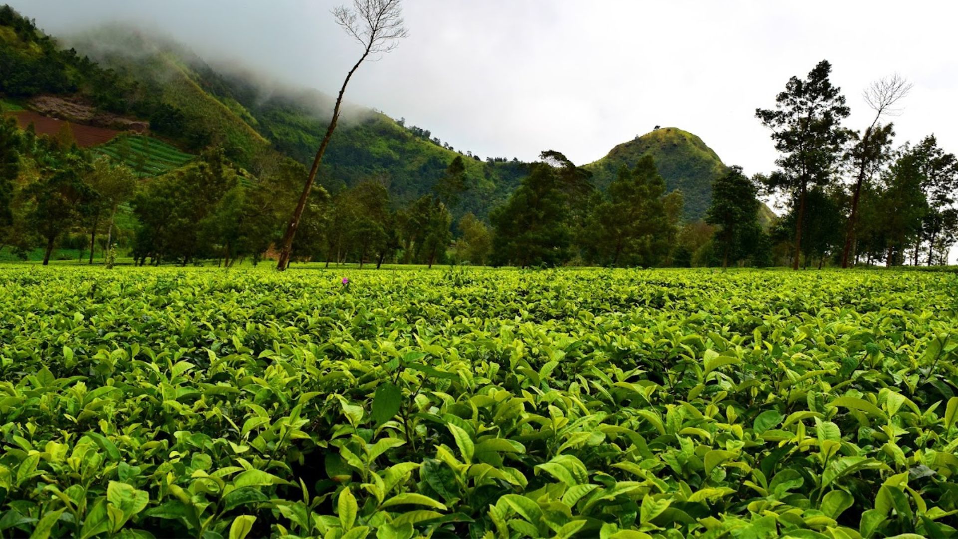 Kebun Teh Tambi Wonosobo