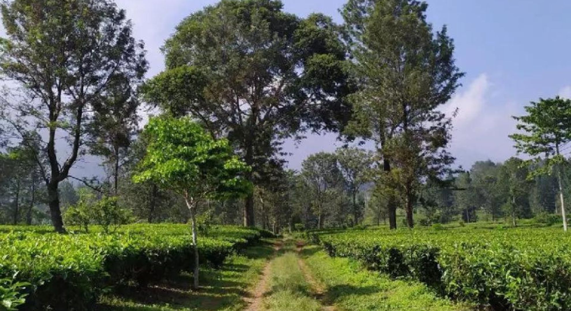 kebun teh puncak pass