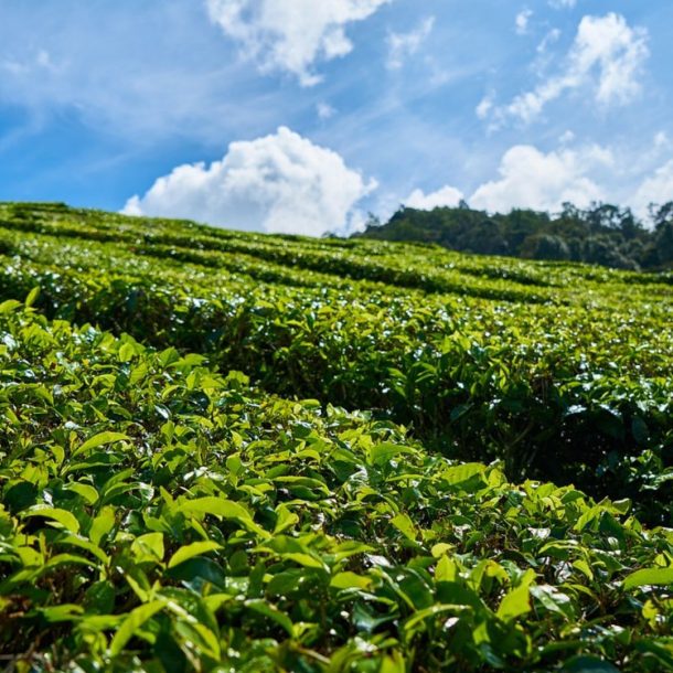 kebun teh puncak pass