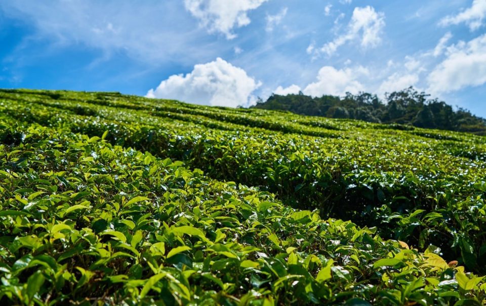 kebun teh puncak pass