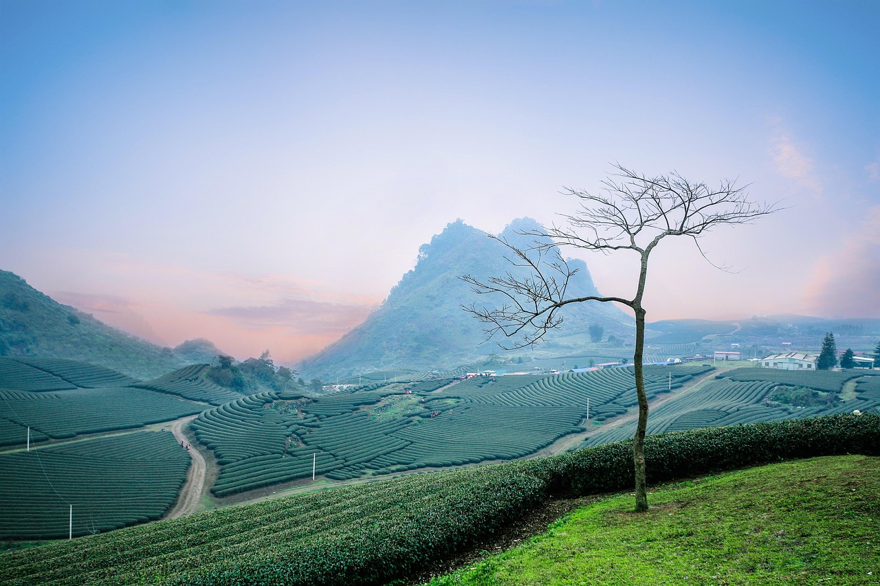 kebun teh puncak pass