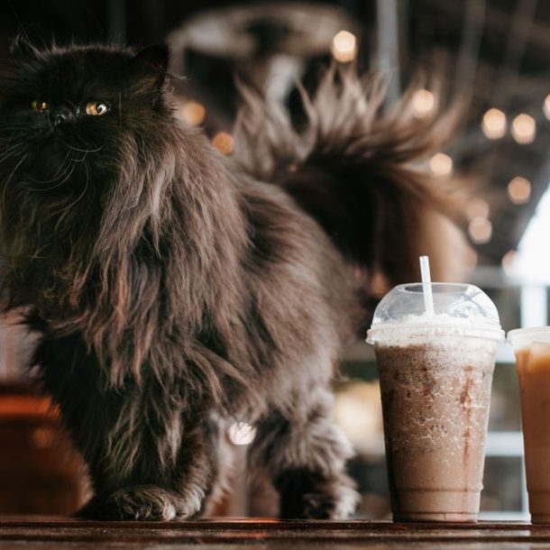 cat cafe
