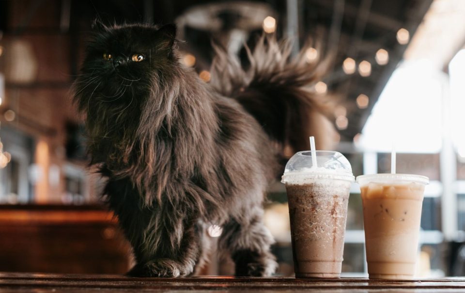 cat cafe